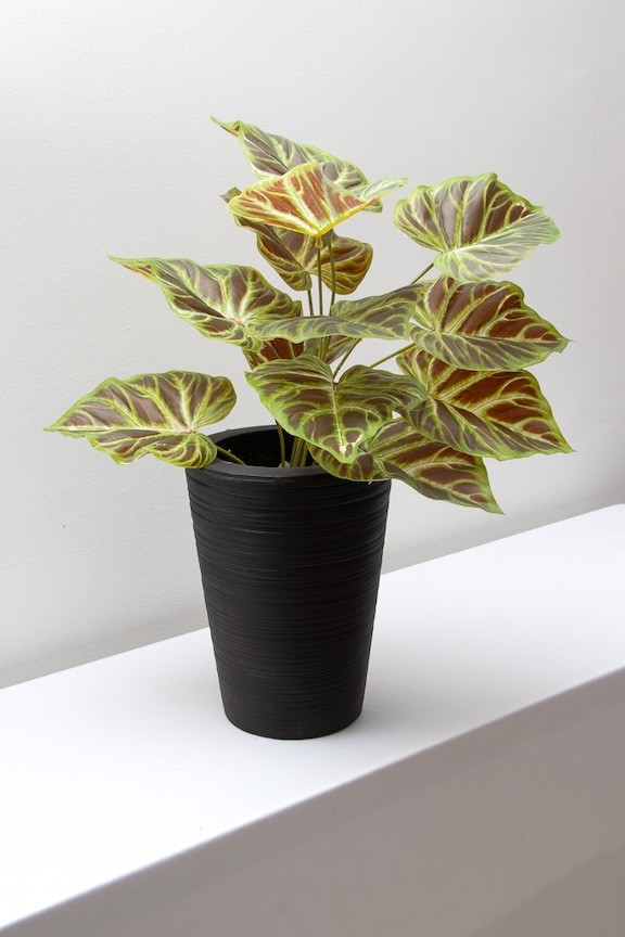 Philodendrom glorioso rojizo 52cm