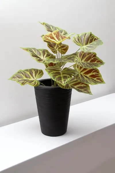 Philodendrom glorioso rojizo 52cm