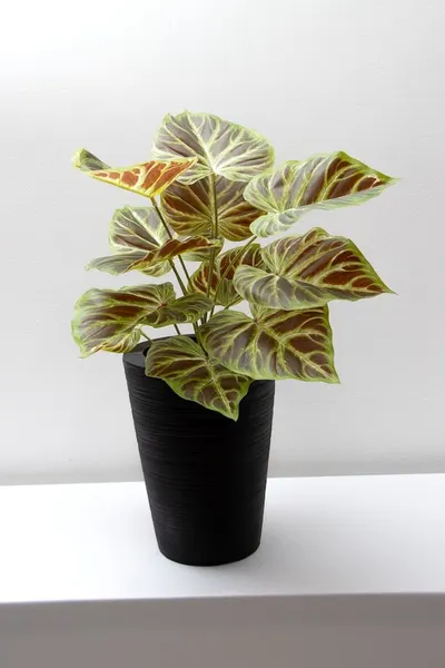 Philodendrom glorioso rojizo 52cm