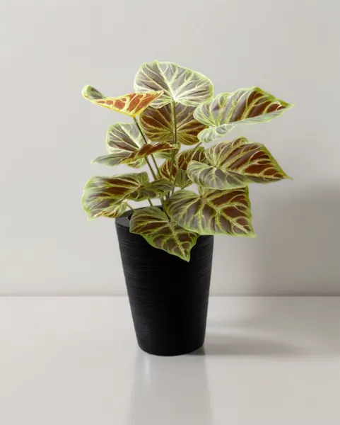 Philodendrom glorioso rojizo 52cm
