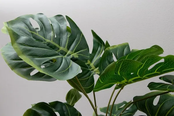 Planta esqueleto 52cm