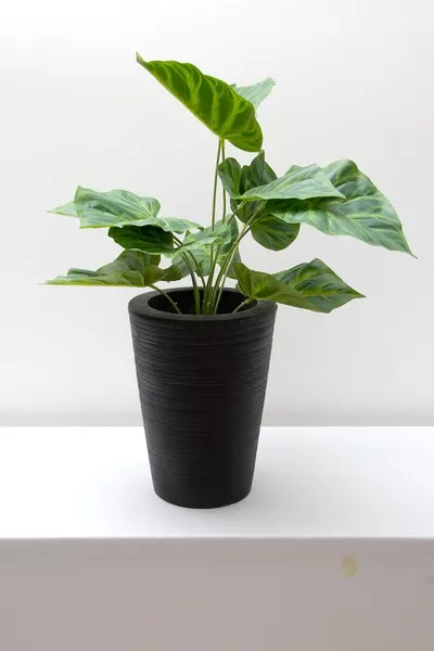 Philodrendrom glorioso verde 52cm