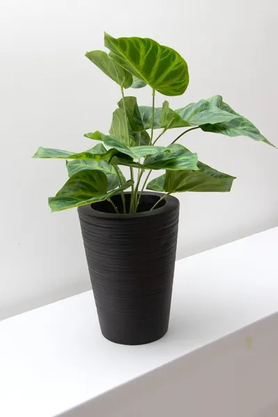 Philodrendrom glorioso verde 52cm