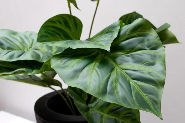 Philodrendrom glorioso verde 52cm