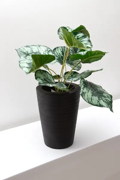 Planta diefiembaquia 52cm