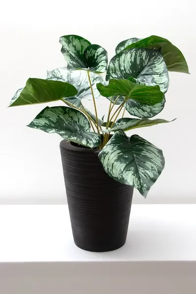Planta diefiembaquia 52cm
