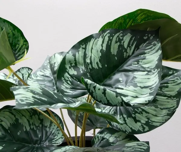 Planta diefiembaquia 52cm