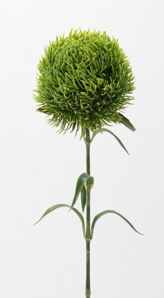 Vara de kiwi mellow 56cm, dos colores.