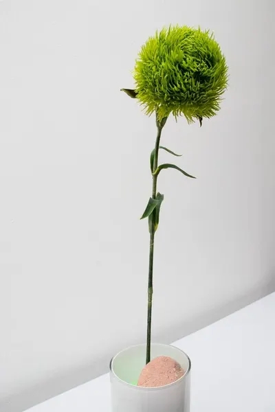 Vara de kiwi mellow 56cm, dos colores.