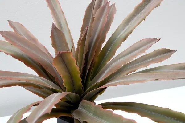 Maguey sisal 40cm, dos colores