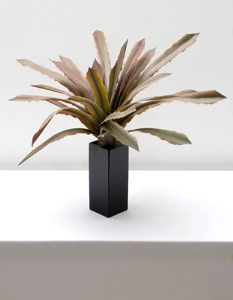 Maguey sisal 40cm, dos colores
