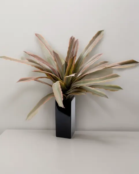 Maguey sisal 40cm, dos colores
