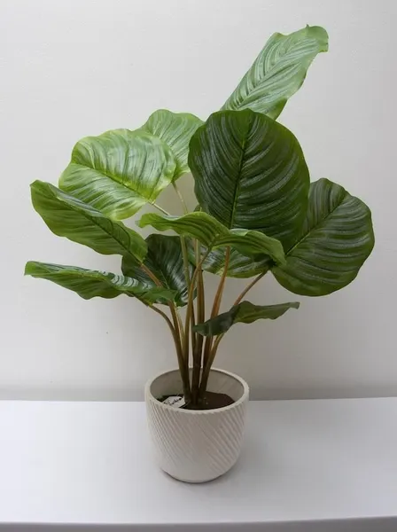 Calathea Geopperta 69cm