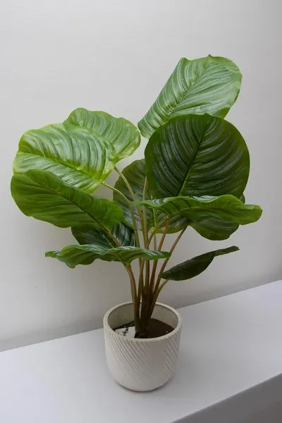Calathea Geopperta 69cm