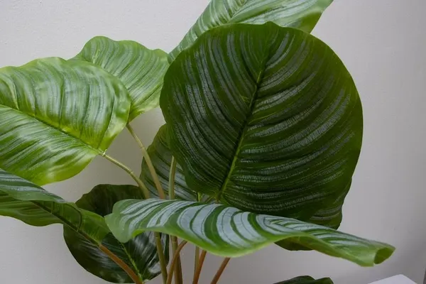 Calathea Geopperta 69cm