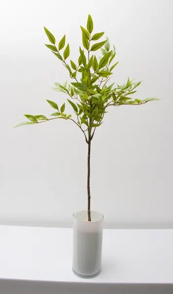 Vara de bambu sagrado 77cm
