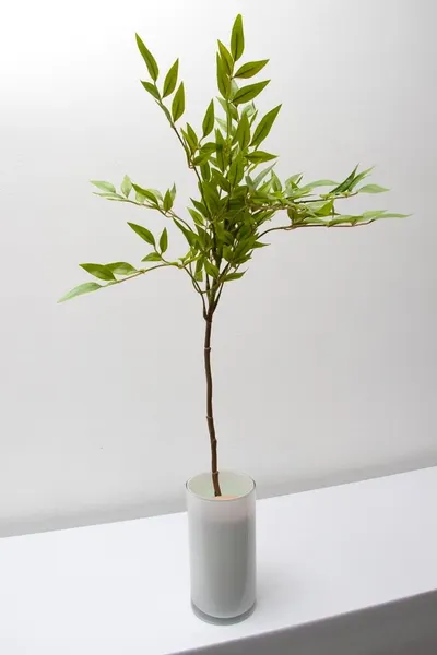 Vara de bambu sagrado 77cm
