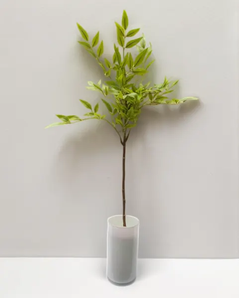 Vara de bambu sagrado 77cm