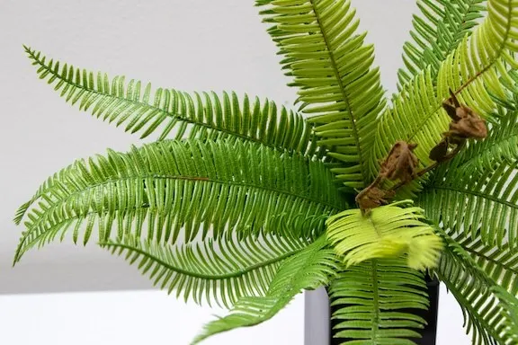 Helecho serrucho textura natural 30cm