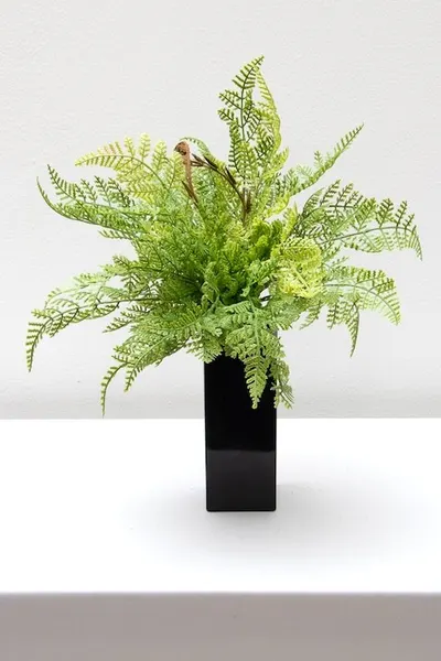 Helecho ovillo textura natural 30cm