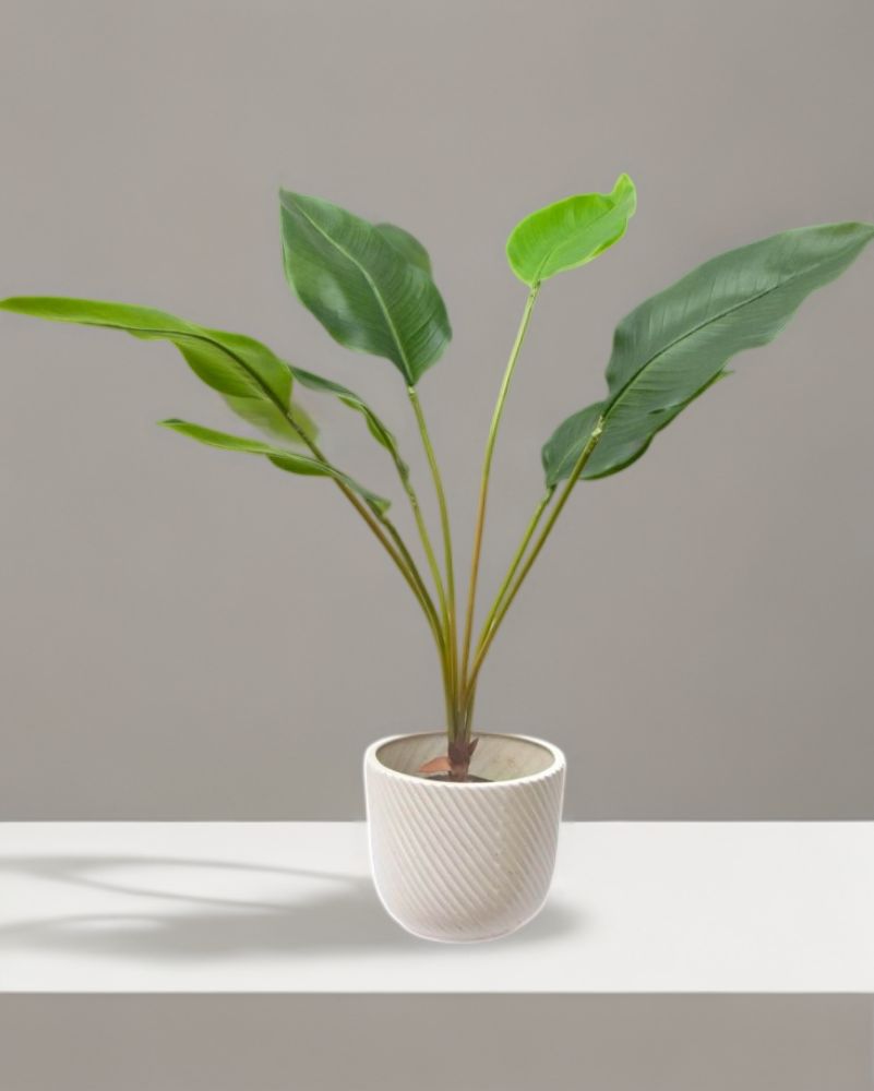 Planta hoja ave del paraíso 79cm