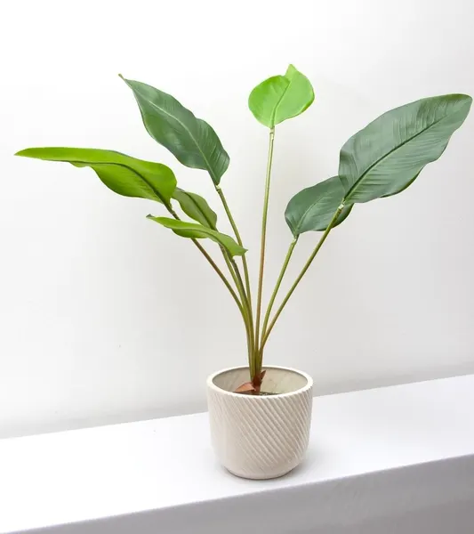 Planta hoja ave del paraíso 79cm