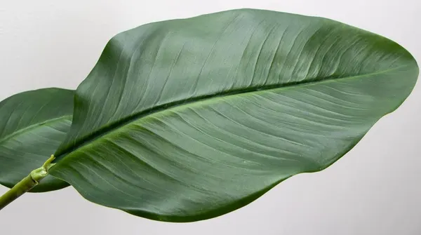 Planta hoja ave del paraíso 79cm