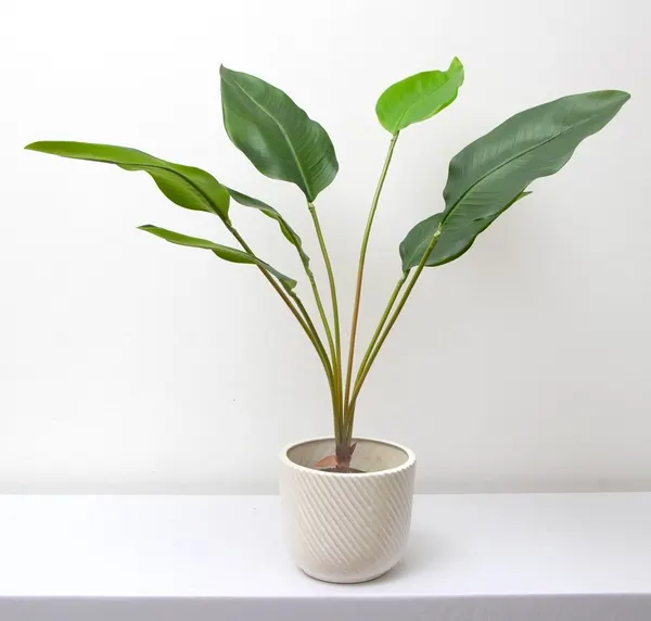 Planta hoja ave del paraíso 79cm