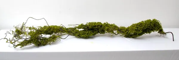 Liquenes escudo 130cm
