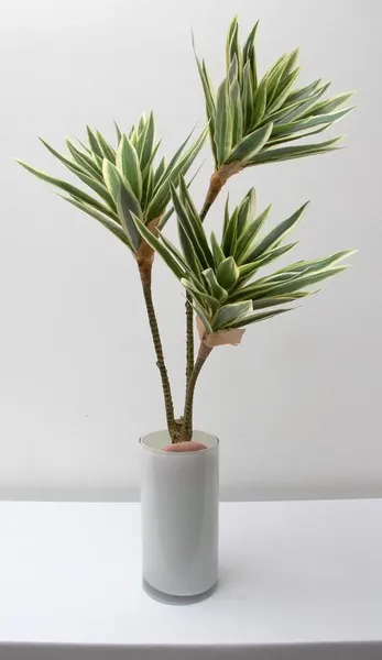 Planta pleomene 60cm, dos colores