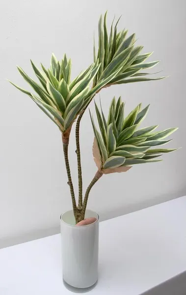 Planta pleomene 60cm, dos colores