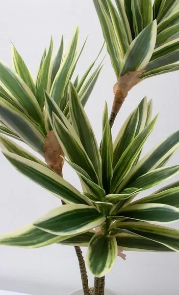 Planta pleomene 60cm, dos colores