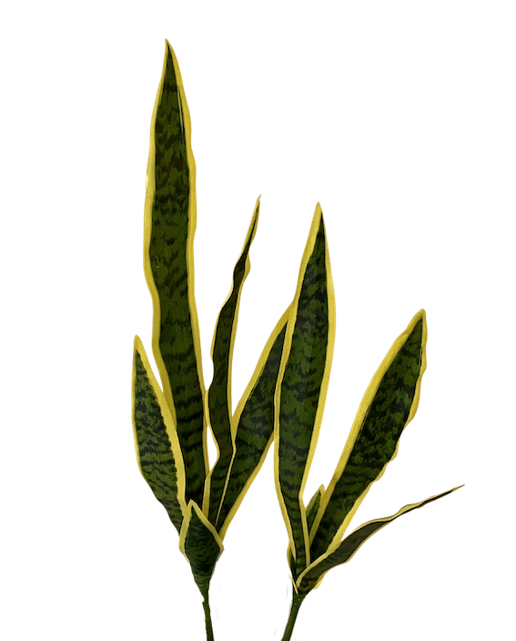 Vara de sanserviera amarilla/verde, dos tamaños