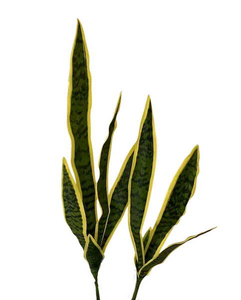 Vara de sanserviera amarilla/verde, dos tamaños