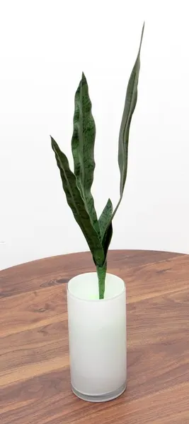 Vara de sanserviera verde, dos tamaños