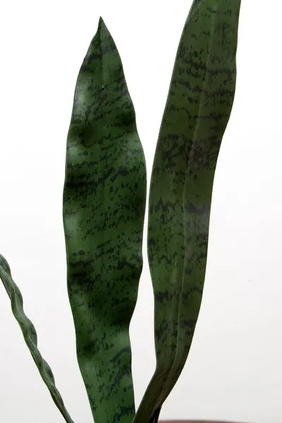 Vara de sanserviera verde, dos tamaños