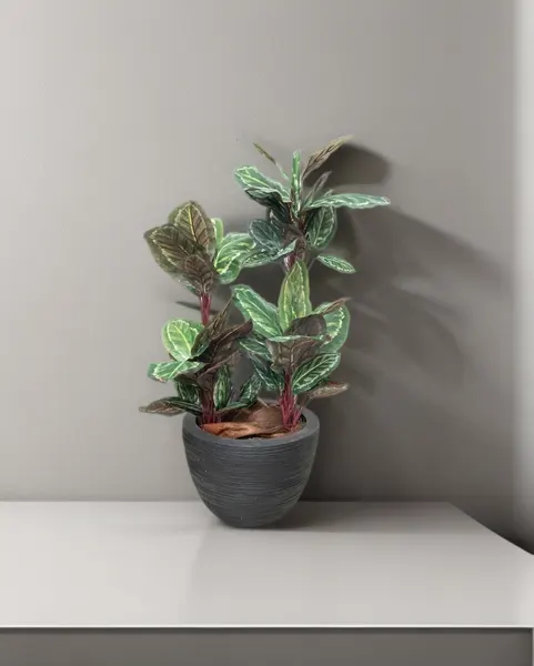 Planta calathea roseopicta 110 cm