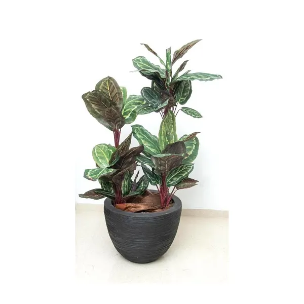 Planta calathea roseopicta 110 cm