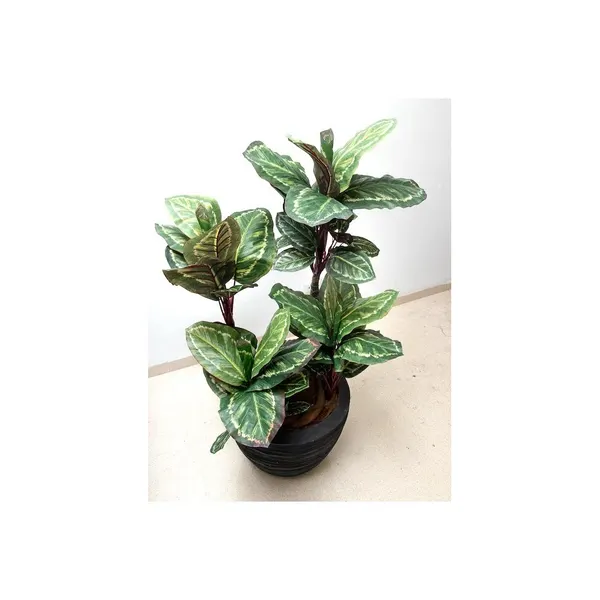 Planta calathea roseopicta 110 cm
