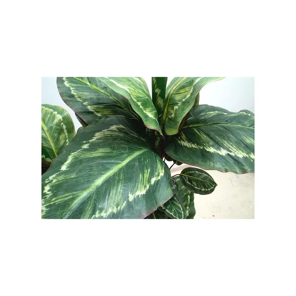 Planta calathea roseopicta 110 cm