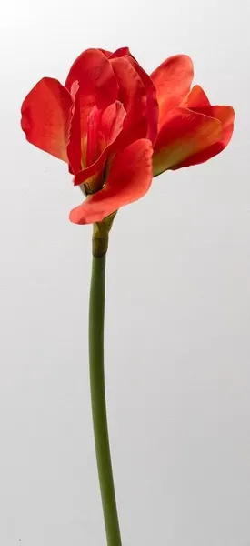 Amarilys roja 75cm