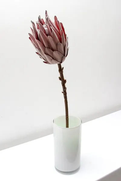 Protea rey 53cm