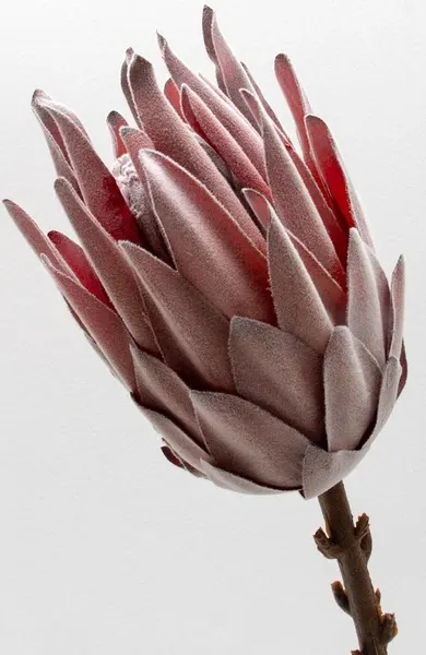 Protea rey 53cm