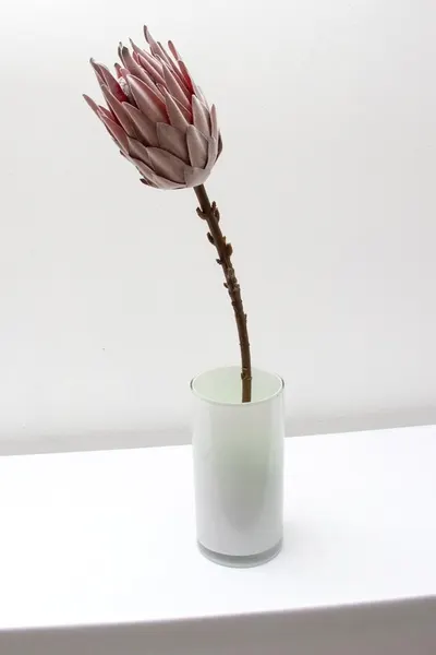 Protea rey 53cm
