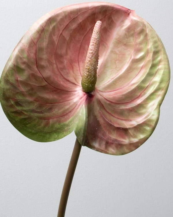 Vara de anturio 65cm, tres colores