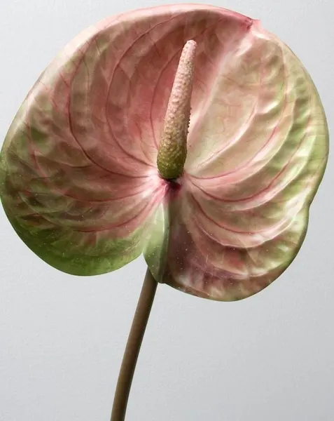 Vara de anturio 65cm, tres colores