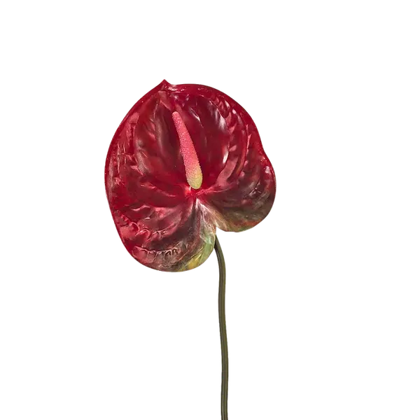 Vara de anturio 65cm, tres colores