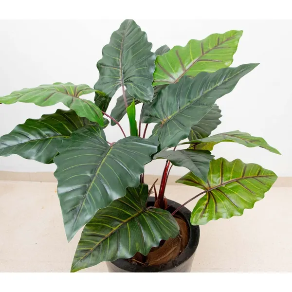 Planta colocasia 100 cm