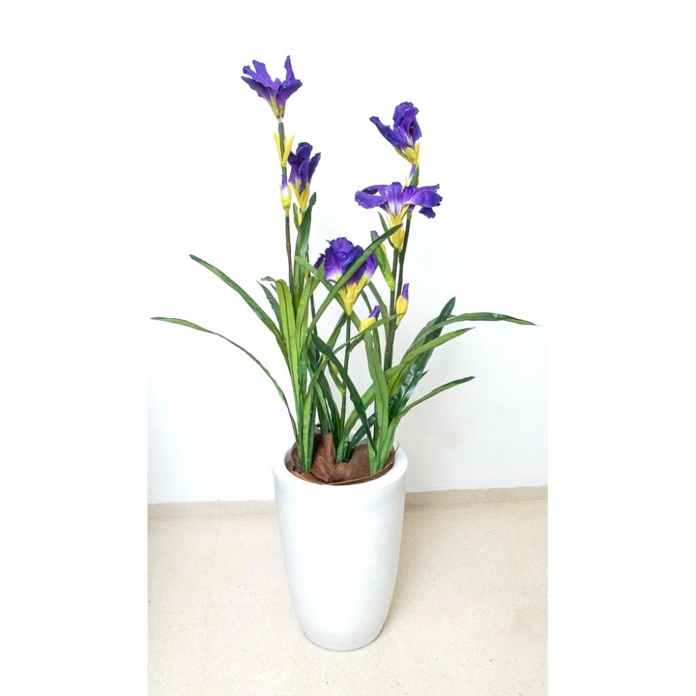 Planta de lirios 100 cm de altura