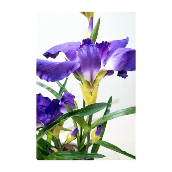 Planta de lirios 100 cm de altura